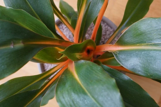 Zielistka (Chlorophytum orchidastrum 'Green Orange') – pielęgnacja, uprawa i ciekawostki 🌿