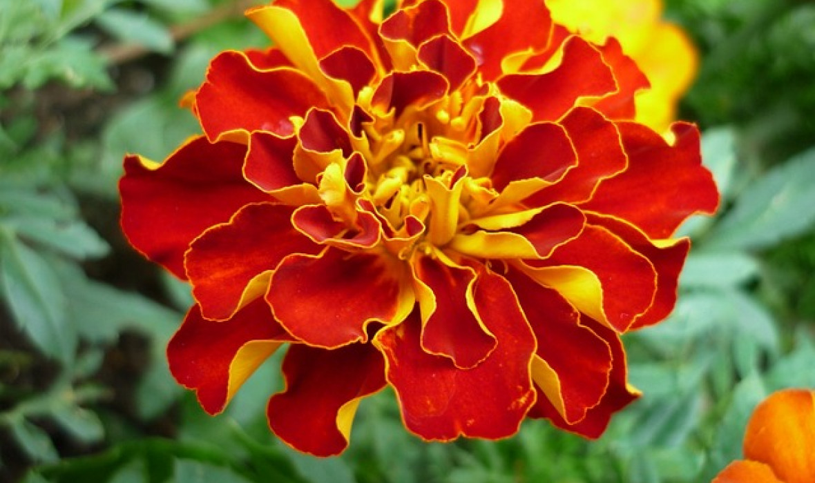 Aksamitka (Tagetes) – Złocista ozdoba ogrodu 🌼