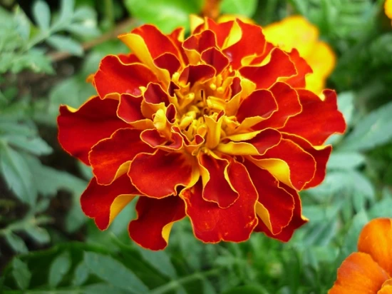 Aksamitka (Tagetes) – Złocista ozdoba ogrodu 🌼