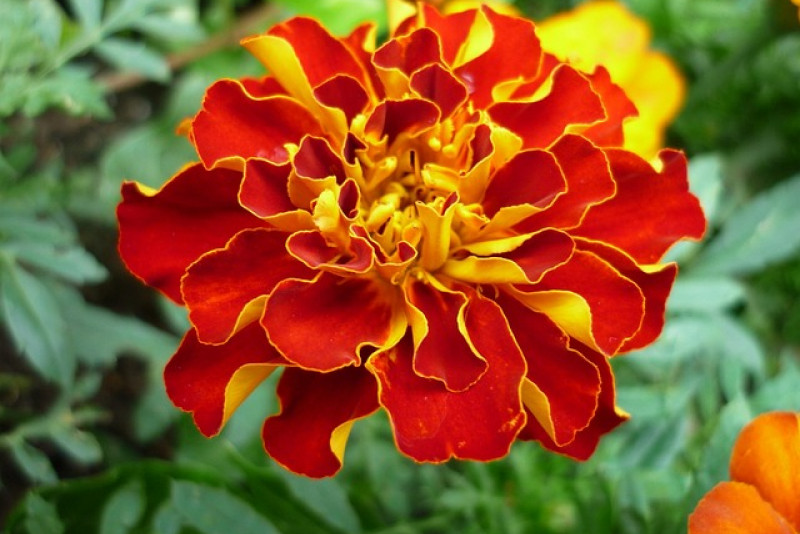 Aksamitka (Tagetes) – Złocista ozdoba ogrodu 🌼