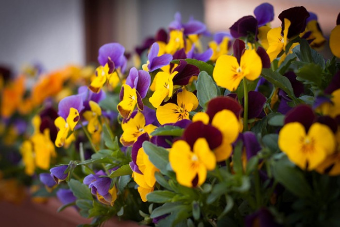 Bratek (Viola tricolor) – Mały kwiat o wielkim sercu 🌸
