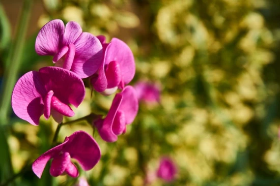 Groszek pachnący (Lathyrus odoratus) – Pachnący urok w Twoim ogrodzie 🌺