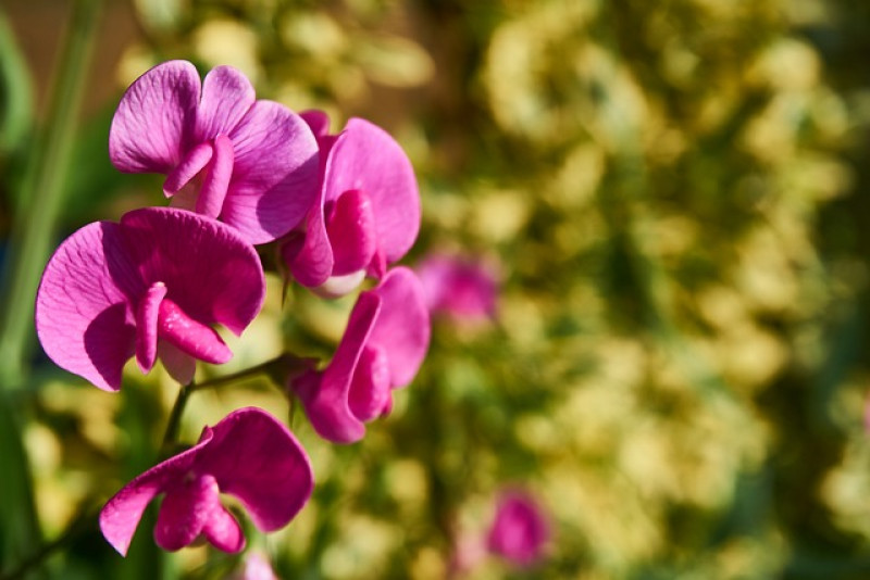 Groszek pachnący (Lathyrus odoratus) – Pachnący urok w Twoim ogrodzie 🌺