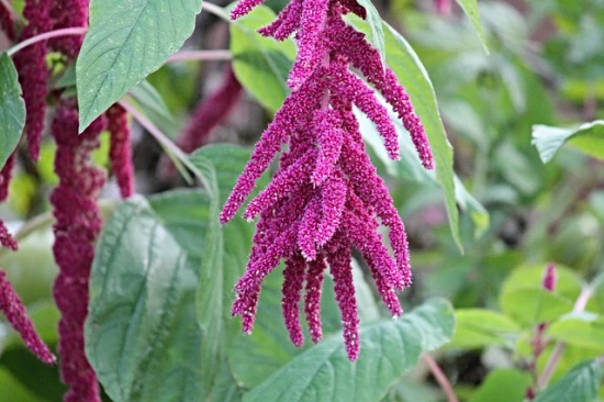 Szarłat (Amaranthus) – Egzotyczna ozdoba ogrodu 🌾