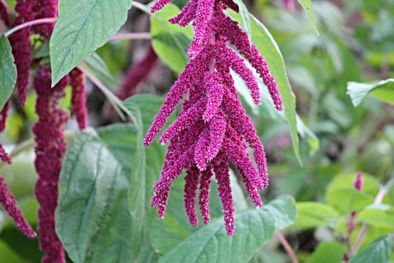 Szarłat (Amaranthus) – Egzotyczna ozdoba ogrodu 🌾