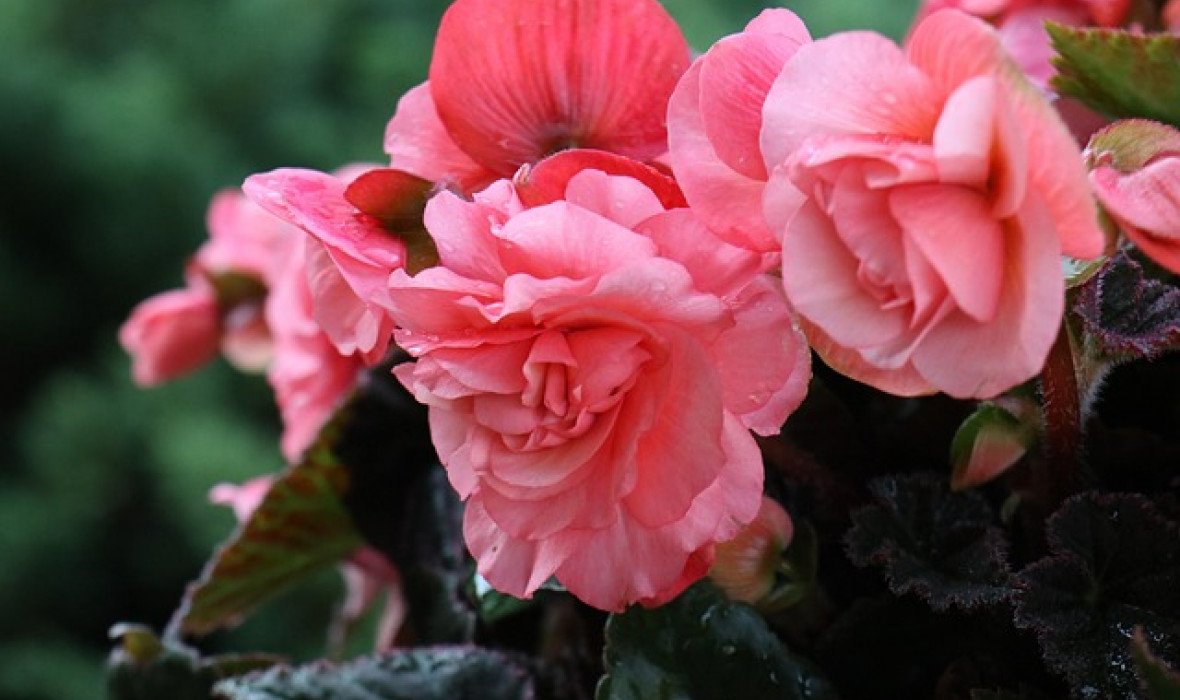 Begonia bulwiasta (Begonia tuberhybrida) – Królowa cienia w ogrodzie i domu 🌸