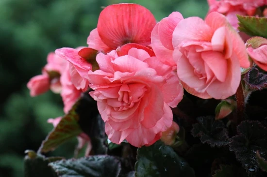 Begonia bulwiasta (Begonia tuberhybrida) – Królowa cienia w ogrodzie i domu 🌸