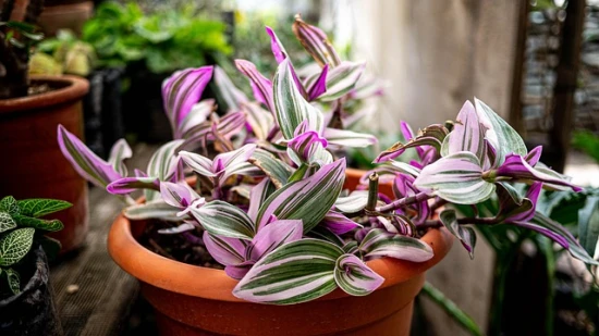 Trzykrotka pasiasta (Tradescantia zebrina) – odpowiednia pielęgnacja!
