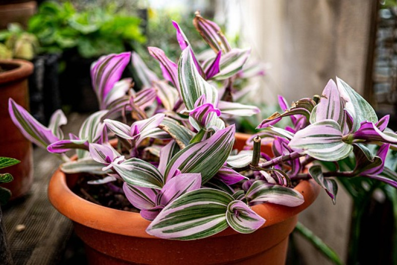 Trzykrotka pasiasta (Tradescantia zebrina) – odpowiednia pielęgnacja!