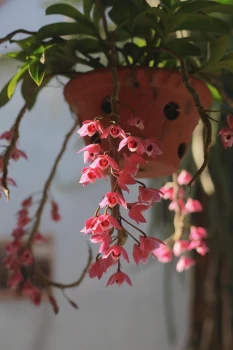 Dendrobium anosmum – zwisający storczyk o pięknych kwiatach 🌸