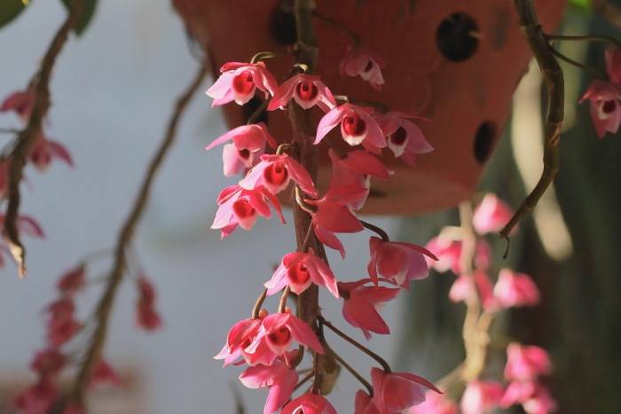 Dendrobium anosmum – zwisający storczyk o pięknych kwiatach 🌸