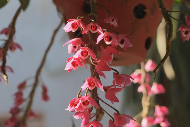 Dendrobium anosmum – zwisający storczyk o pięknych kwiatach 🌸