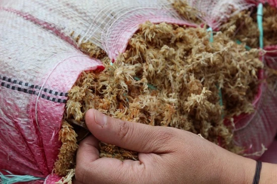 Mech torfowiec Sphagnum – niezastąpiony dodatek do podłoża 🌿
