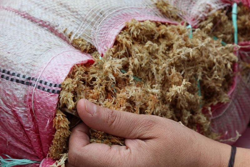 Mech torfowiec Sphagnum – niezastąpiony dodatek do podłoża 🌿