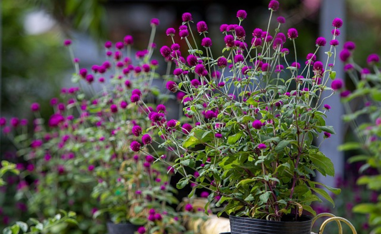 Gomfrena kulista (Gomphrena globosa) – ozdobna roślina o kulistych kwiatach 🌸
