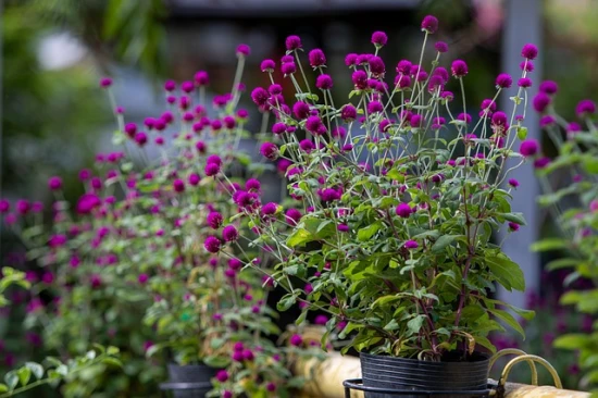 Gomfrena kulista (Gomphrena globosa) – ozdobna roślina o kulistych kwiatach 🌸
