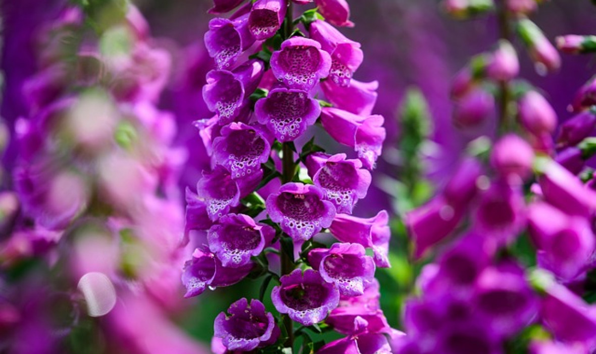 Naparstnica purpurowa (Digitalis purpurea) – spektakularna roślina ogrodowa 🌸