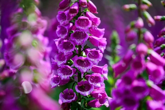 Naparstnica purpurowa (Digitalis purpurea) – spektakularna roślina ogrodowa 🌸