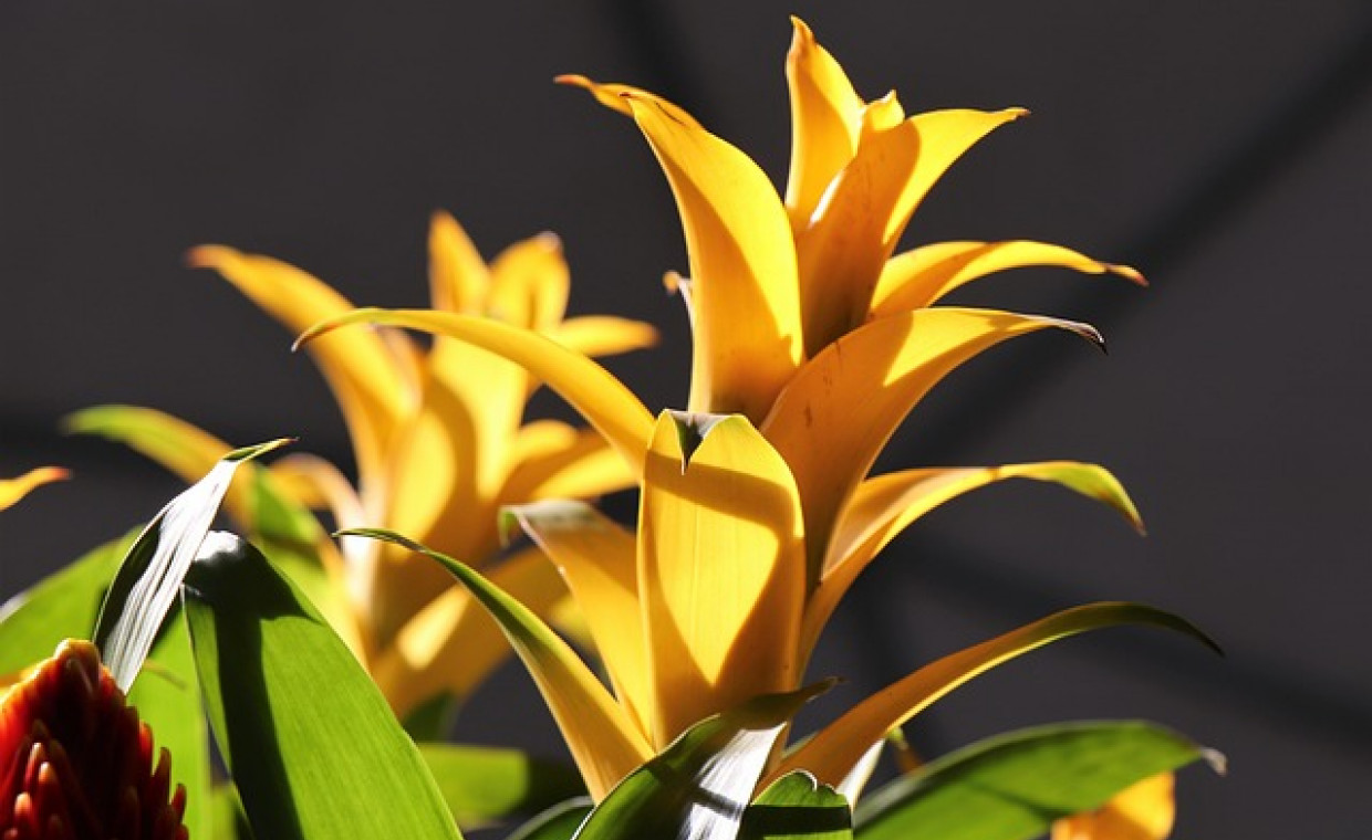 Guzmania – egzotyczna roślina doniczkowa o wyjątkowym uroku! 🌿🌺