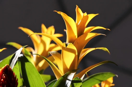 Guzmania – egzotyczna roślina doniczkowa o wyjątkowym uroku! 🌿🌺