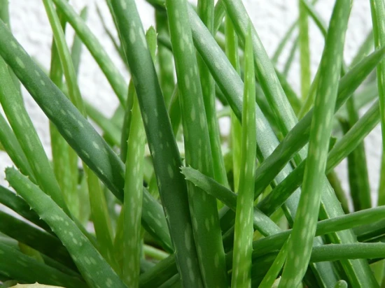 🏡 Czy aloes może stać na zewnątrz?