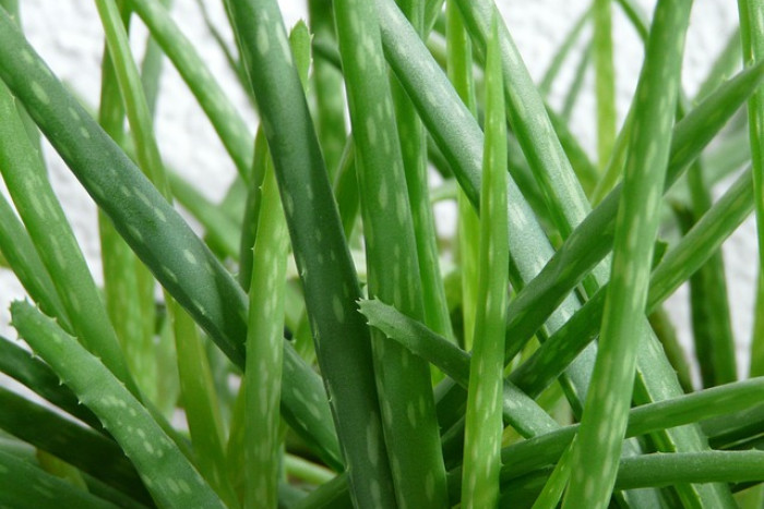 🏡 Czy aloes może stać na zewnątrz?
