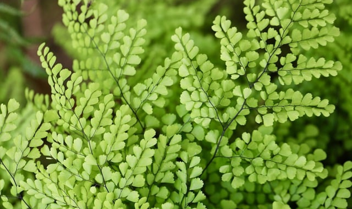 Adiantum (Złotowłos, Niekropień właściwy) – cudowna paproć! 🌿✨