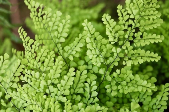 Adiantum (Złotowłos, Niekropień właściwy) – cudowna paproć! 🌿✨