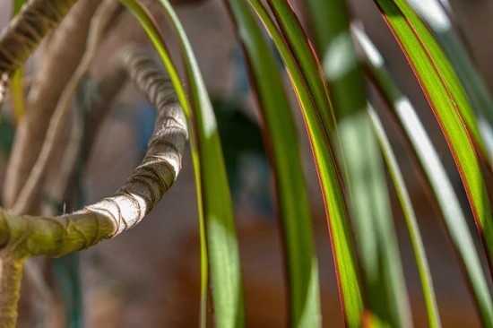 Dracena (Dracaena marginata) – egzotyczna ozdoba wnętrz 🌿