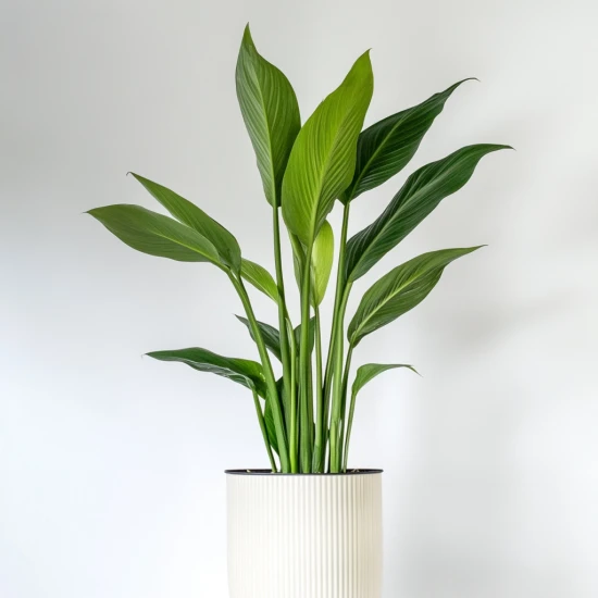 Aspidistra wyniosła (Aspidistra elatior) – roślina dla zapracowanych i początkujących! 🌿