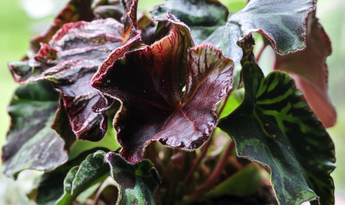 Begonia królewska (Begonia rex) – wyjątkowa roślina o barwnych liściach 🌿👑