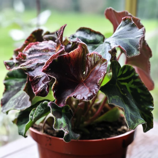 Begonia królewska (Begonia rex) – wyjątkowa roślina o barwnych liściach 🌿👑