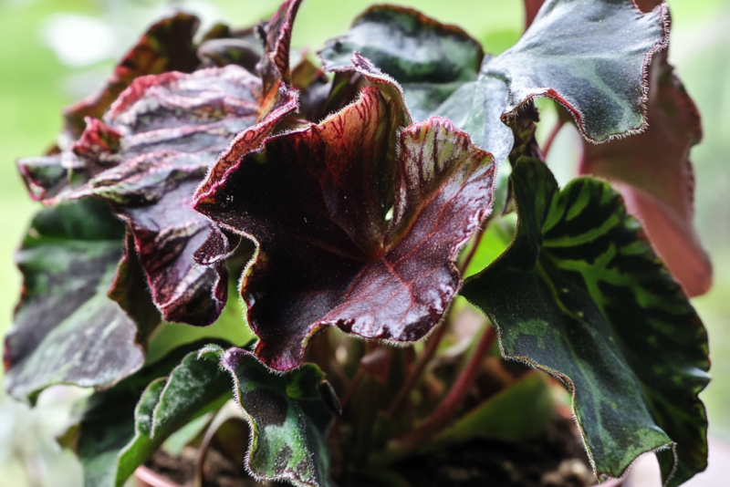 Begonia królewska (Begonia rex) – wyjątkowa roślina o barwnych liściach 🌿👑