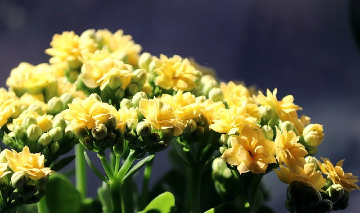 Kalanchoe – sukulent o pięknych kwiatach i łatwej pielęgnacji 🌿🌸