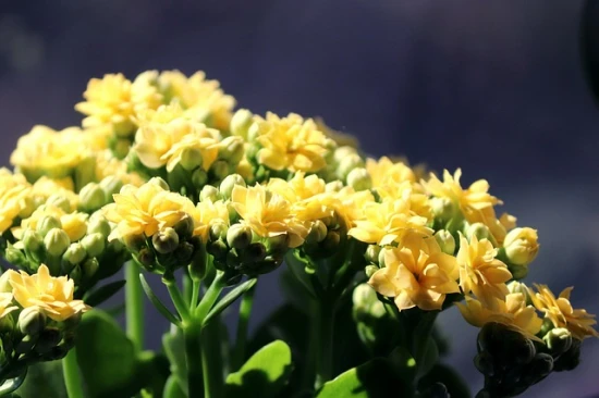 Kalanchoe – sukulent o pięknych kwiatach i łatwej pielęgnacji 🌿🌸