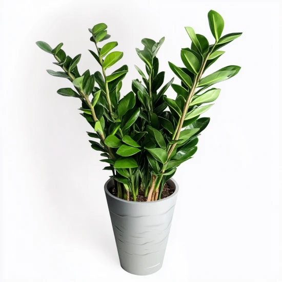 Zamiokulkas zamiolistny (Zamioculcas zamiifolia) – odporny i elegancki sukulent