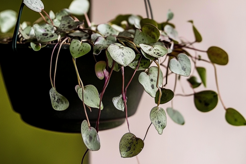 Ceropegia Wooda (Ceropegia woodii) – roślina z serduszkami ❤️