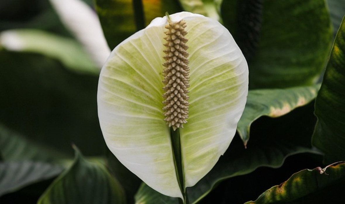 Skrzydłokwiat (Spathiphyllum) – pielęgnacja i ciekawostki na jego temat 🌿🤍