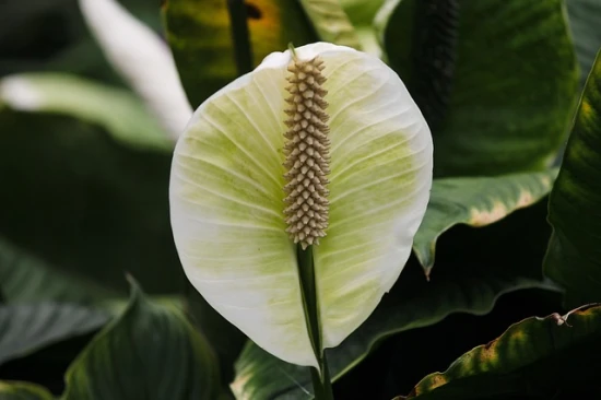 Skrzydłokwiat (Spathiphyllum) – pielęgnacja i ciekawostki na jego temat 🌿🤍