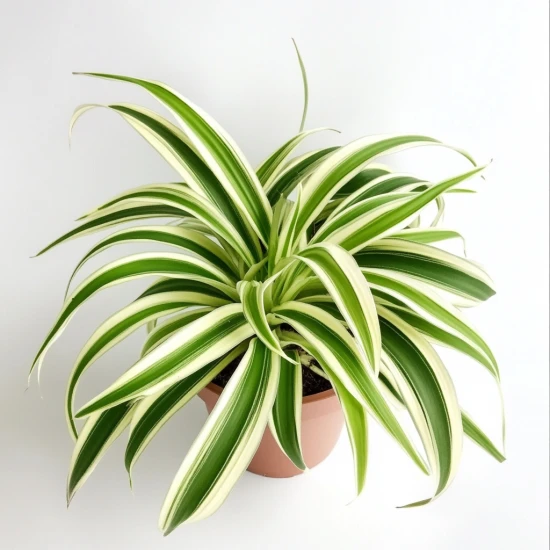 Zielistka (Chlorophytum comosum) – pielęgnacja i ciekawostki 🌿✨