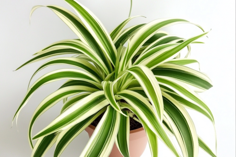 Zielistka (Chlorophytum comosum) – pielęgnacja i ciekawostki 🌿✨