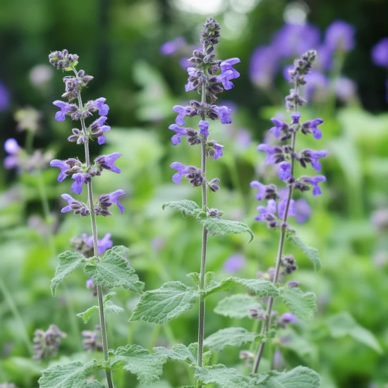 Kocimiętka (Nepeta cataria) – właściwości, uprawa i pielęgnacja 🌿🐱