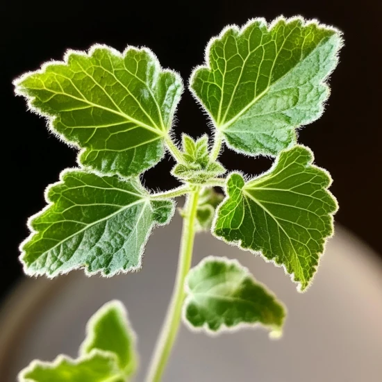 Komarzyca (Plectranthus coleoides) – pielęgnacja, właściwości i ciekawostki 🌿🚫🦟