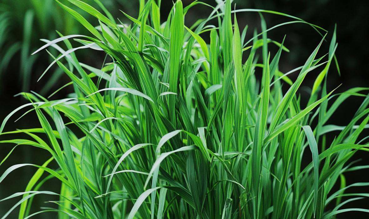 Trawa cytrynowa (Cymbopogon citratus) – uprawa, pielęgnacja i właściwości 🌿🍋