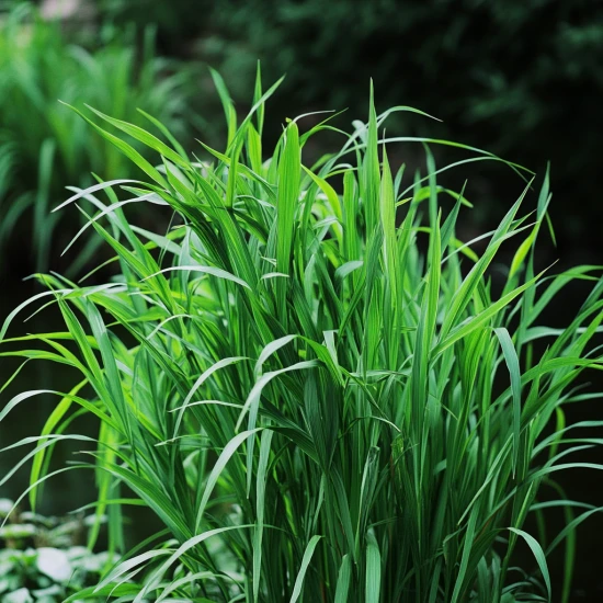 Trawa cytrynowa (Cymbopogon citratus) – uprawa, pielęgnacja i właściwości 🌿🍋