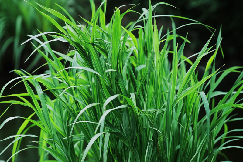 Trawa cytrynowa (Cymbopogon citratus) – uprawa, pielęgnacja i właściwości 🌿🍋