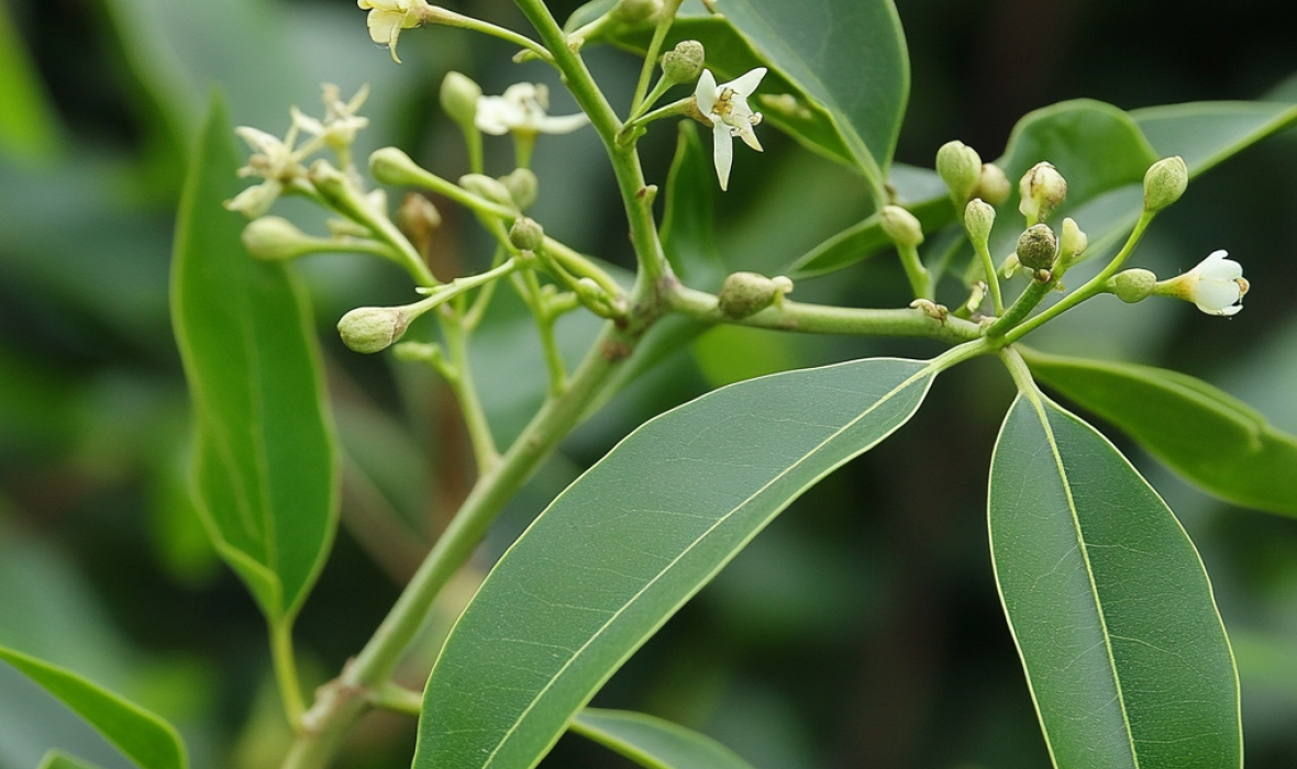 Cynamonowiec (Cinnamomum verum) – uprawa, pielęgnacja i zastosowanie 🌿🍂