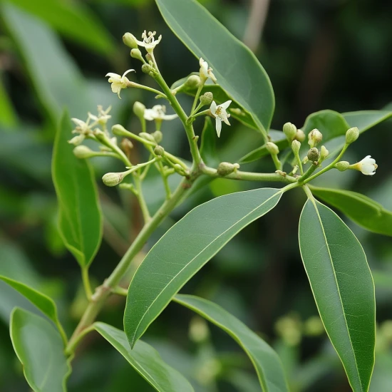 Cynamonowiec (Cinnamomum verum) – uprawa, pielęgnacja i zastosowanie 🌿🍂
