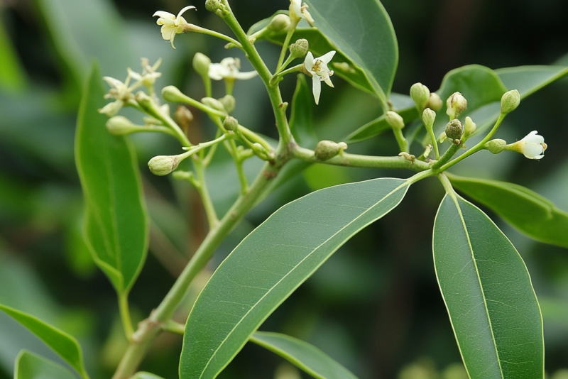 Cynamonowiec (Cinnamomum verum) – uprawa, pielęgnacja i zastosowanie 🌿🍂
