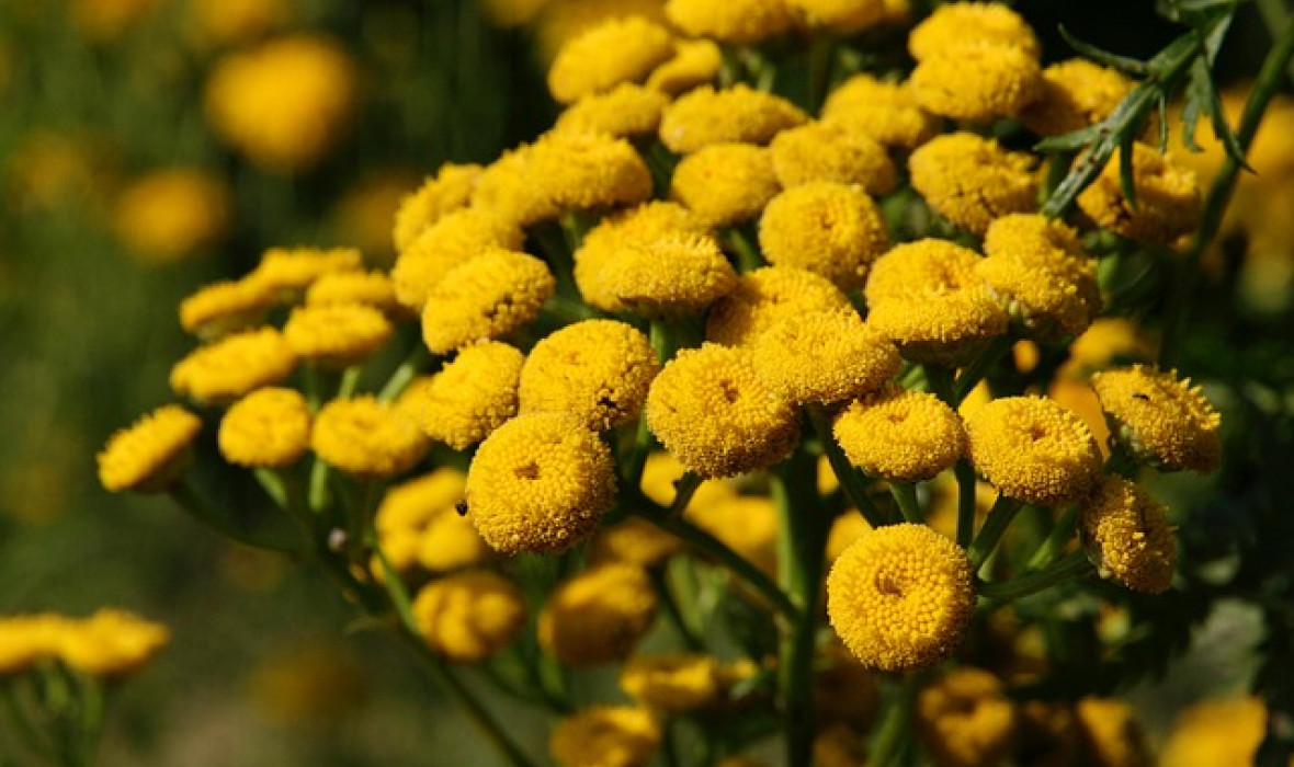 Wrotycz pospolity (Tanacetum vulgare) – właściwości, uprawa i zastosowanie 🌿🦟